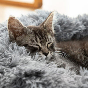 Cama para mascotas medianas